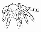 Spider Coloring Pages Getdrawings sketch template