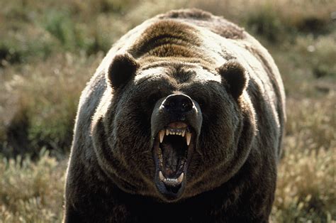 scottish climber kicks grizzly bear in face in the revenant style attack in canada metro news