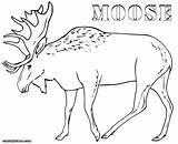 Moose Antler Alaskan Getdrawings sketch template