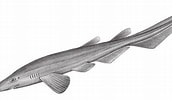 Afbeeldingsresultaten voor "apristurus Stenseni". Grootte: 172 x 100. Bron: oceantag.nmmba.gov.tw