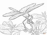 Dragonfly Printable Dragonflies Libellen Zeichnung Darter Winged Libelle Intricate Kunst Tiere Kostenlose Ausmalbilder Zeichnen sketch template