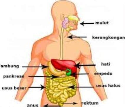 anatomi dasar  fisiologi sistem organ tubuh manusia penjaskescoid