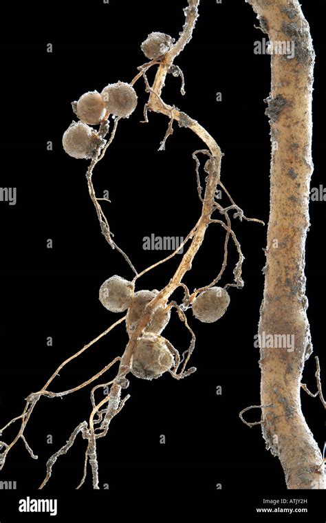 nodules  roots  common bean phaseolus vulgaris stock photo alamy