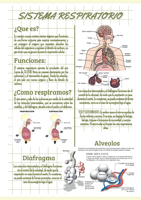 sistema respiratorio infografia esquemas  mapas conceptuales de anatomia docsity