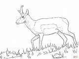 Pronghorn Coloring Pages Springbok Male Printable Drawing Main Animals Supercoloring Designlooter Nature Skip 8kb 348px sketch template