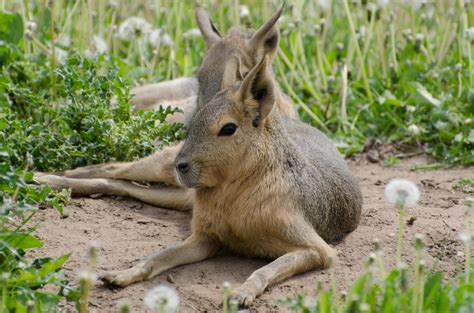 patagonian hare animals  stock photo public domain pictures