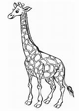 Giraf Kleurplaat Grote Girafe sketch template