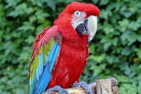 green winged macaw  maryland zoo