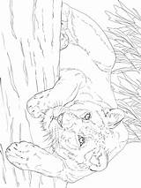 Lying Lioness Coloring Categories Lion sketch template