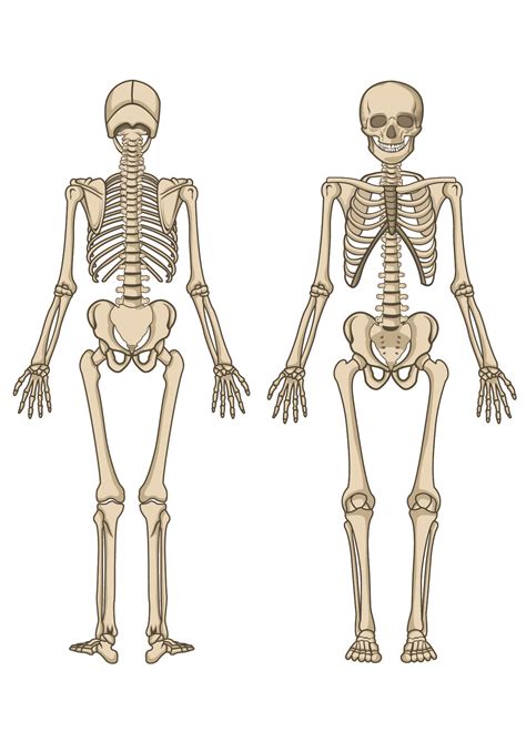 human human skeleton