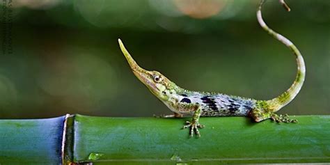 pinocchio lizard rediscovered in ecuador after being thought extinct for 50 years