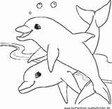 Delphine Fische Ausmalen Delfine Ausmalbild Malvorlagen Kostenlose Auszudrucken sketch template