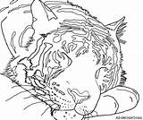 Tiger Coloring Sleeping Pages Sumatran Sketch Claw Cats Wild Designlooter Powerful Templates Drawings 41kb 480px Template sketch template