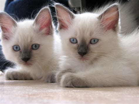 fileblue point ragdollsjpg wikimedia commons