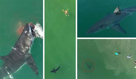heres  supercut    great white shark drone footage    inertia