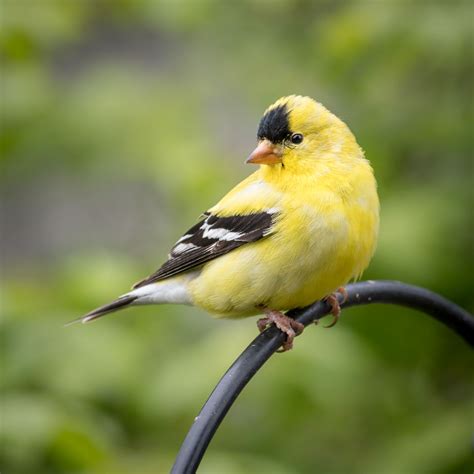 thedesignsbypetro american goldfinch massachusetts