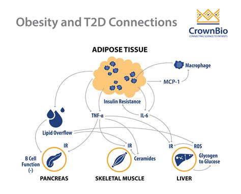 type 2 diabetes and obesity link diabeteswalls