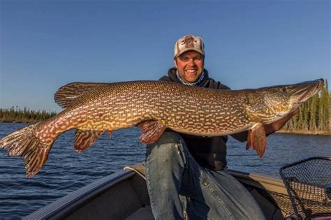 get hooked on manitoba your guide to exceptional early