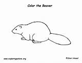 Coloring Beavers Colouring Template Beaver sketch template