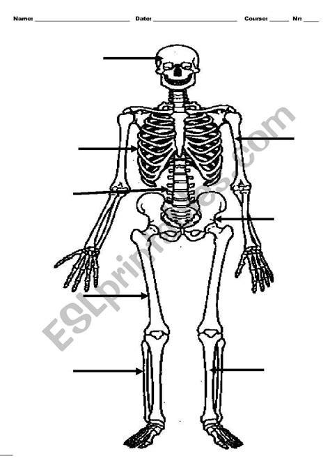 skeleton esl worksheet  mbrq
