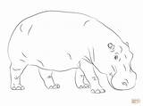 Hippo Coloring Hippopotamus Pages Printable Cute Drawing Getdrawings Kids Color Baby Cartoon Animal Animals Outline Hippos Step Print Supercoloring Hippopotamuses sketch template