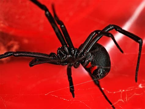 black widow spiders facts extermination information