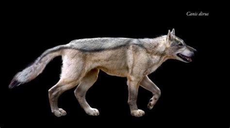 biggest prehistoric mammals dire wolf prehistoric animals mammals