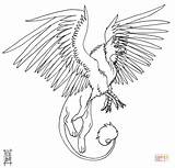 Griffin Coloring Pages Gryphon Printable Drawing Designlooter Drawings 06kb 576px Template sketch template