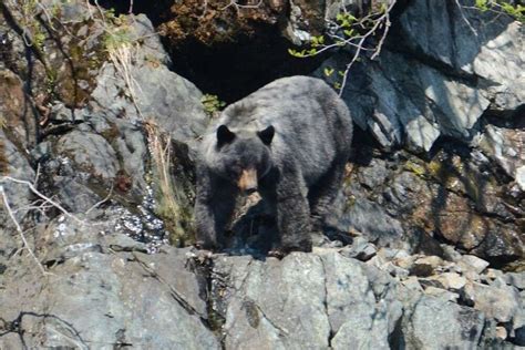 Rare Blue Glacier Bears At Risk Of Being Lost To Neighboring Black
