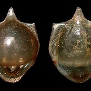 Afbeeldingsresultaten voor "cavolinia tridentata Teschi". Grootte: 184 x 185. Bron: alchetron.com