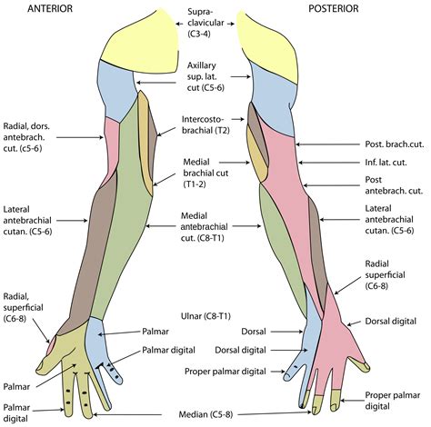 nerve supply   forearm bhth google forearm anatomy pinterest