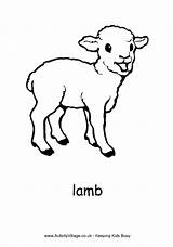 Lamb Colouring Pages Sheep Coloring Lambs Realistic Animal Activity Drawing Farm Print Kids Animals Village Sheets Template Draw Pdf Little sketch template