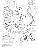 Coloring Goose Baby Popular sketch template