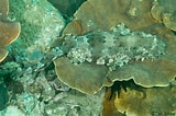 Image result for "orectolobus Ornatus". Size: 160 x 106. Source: www.surg.org.au