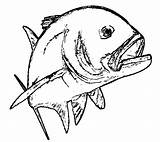 Trout Coloring Pages Template sketch template