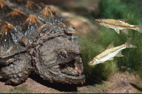 poachers    alligator snapping turtles   bring