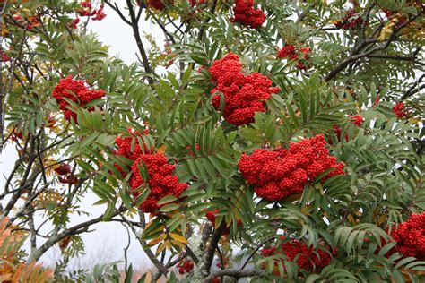 mountain ash tree pictures images facts  mountain ash trees