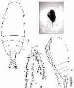 Afbeeldingsresultaten voor "acrocalanus Gracilis". Grootte: 125 x 178. Bron: copepodes.obs-banyuls.fr