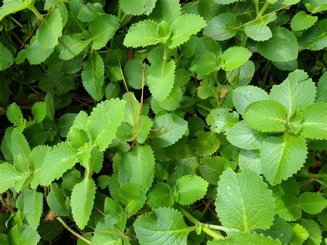 mexican mint herb plant profile weeds  deeds