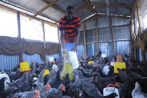 sustaining livelihoods  poultry farming  northern kenya acdi