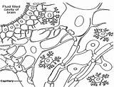 Color Neuron Cells Neuroglial Neuroglia Neurons Coloring Libretexts Book Following sketch template