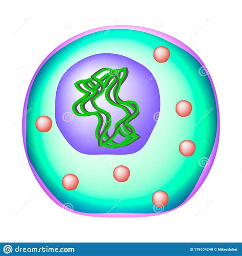 Ureaplasma Urealyticum Bacterial Infections Ureaplasma