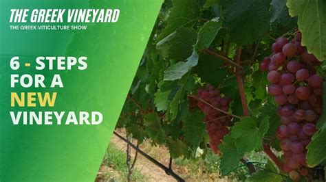 steps   successful vineyard planting video tutorial youtube