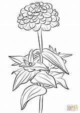 Zinnia Coloring Kwiaty Kolorowanki Dzieci Cynia Kolorowanka Coloriages Getdrawings Wytworna Wydruku Wydrukowania Zinnias Sketch Drukuj sketch template