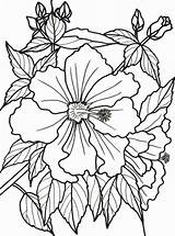 Coloring Pages Flowers Tropical Flower Rainforest Dementia Bougainvillea Adults Printable Patients Drawing Print Color Colouring Adult Sheets Plants Getdrawings Hawaiian sketch template