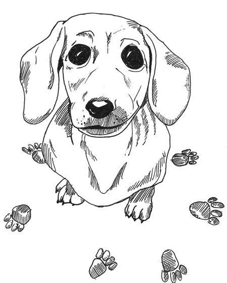 dachshund colors dog coloring page dog drawing