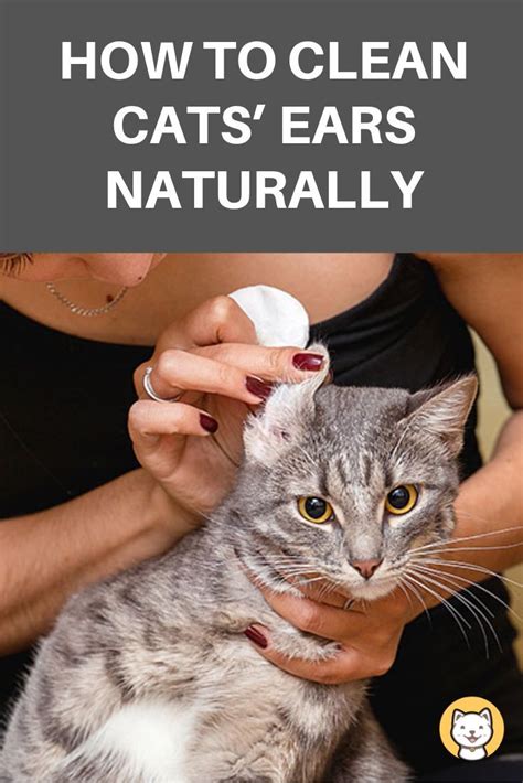 clean cats ears naturally  ultimate guide clean cat