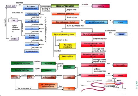 Biology Is To Serve Mankind 1 8 Reproduction And Development