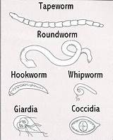 Worms Parasites Intestinal Dogs Cats Dog Types Internal Common Tapeworm Humans Stool Look Worm Feces Drawing Most Do Cat Puppies sketch template