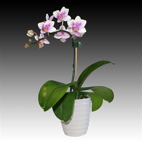 Orchids Phalaenopsis White And Pink